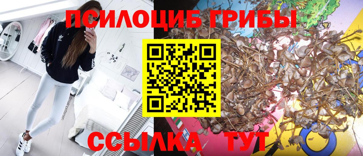 Галлюциногенные грибы Psilocybine cubensis Свободный